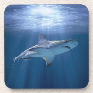 Kreuzender Haifisch Untersetzer