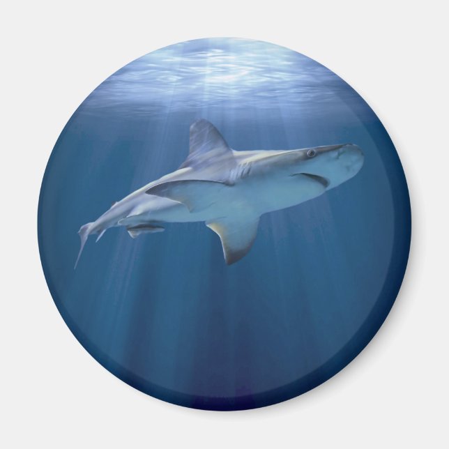 Kreuzfahrtschiff Magnet (Vorne)