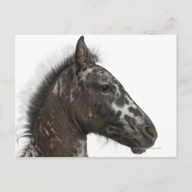 Kreuzfoal zwischen einem Appaloosa und einem Postkarte (Vorderseite)