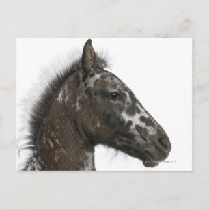 Kreuzfoal zwischen einem Appaloosa und einem Postkarte
