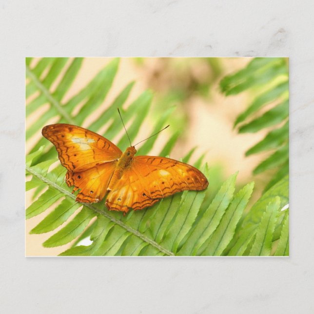 Kreuzschmetterling Postkarte (Vorderseite)