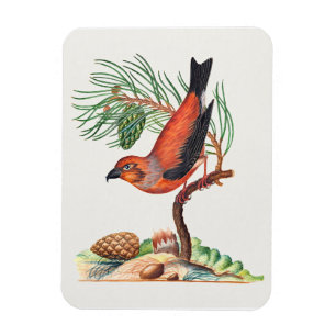Kreuzschnabel-Vogel, Magnet