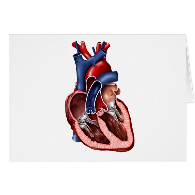 Kreuzung des menschlichen Herzens (Vorderseite (Horizontal))
