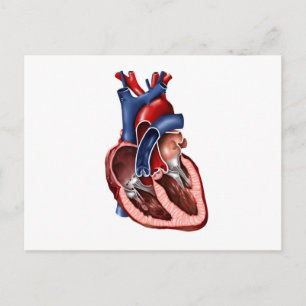 Kreuzung des menschlichen Herzens Postkarte