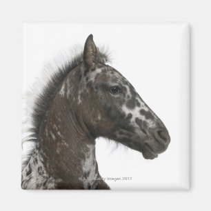 Kreuzung Fohlen zwischen einem Appaloosa und einem Magnet
