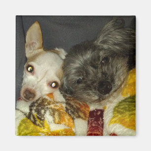 Kricket und Maybelline Magneten Magnet