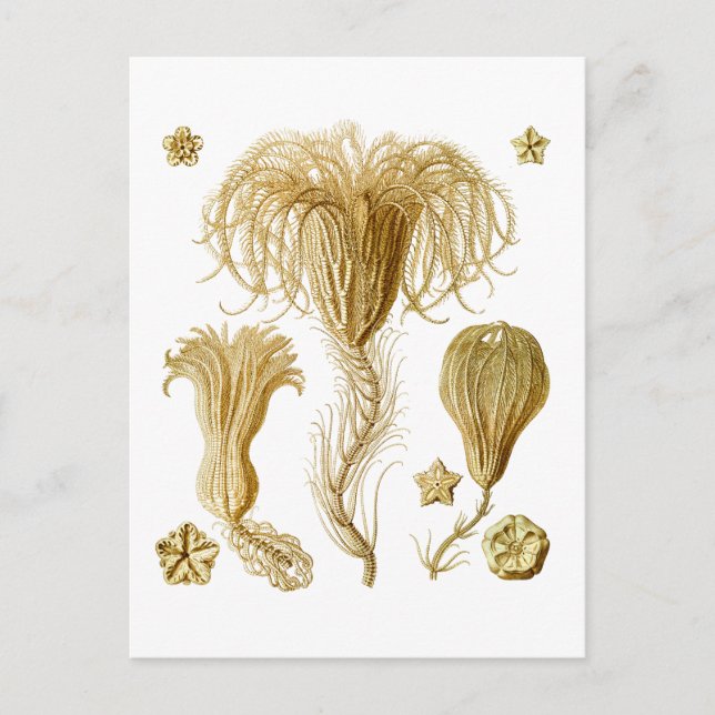 Krinoide Postkarte (Vorderseite)