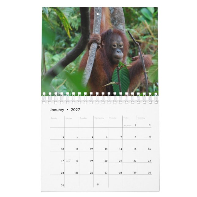 Krista Orang-Utan Tiererhaltung Kalender (Jan 2027)