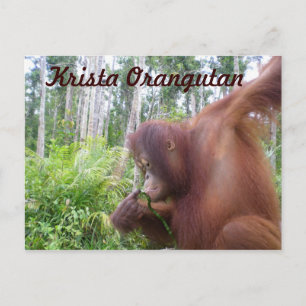 Krista Orangutan, Borneo Regenwald Postkarte