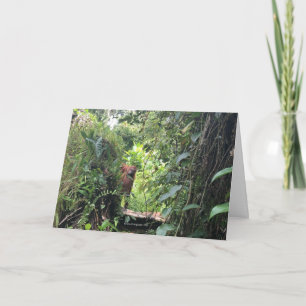 Krista Orangutan Explores Rainforest, Indonesien Karte