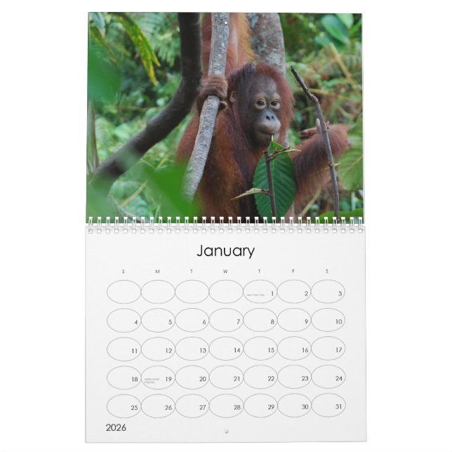 Krista Orangutan Wohltätigkeit Kalender (Jan 2026)