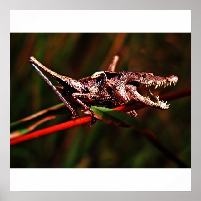 Krocketposter Poster (Vorne)