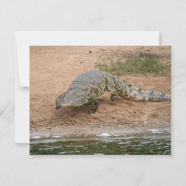 Krokodil (Vorderseite)