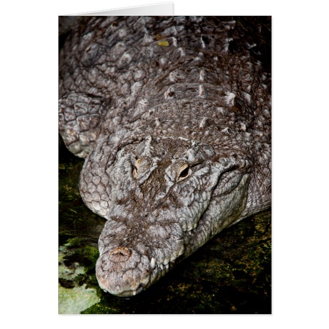 Krokodil (Vorne)