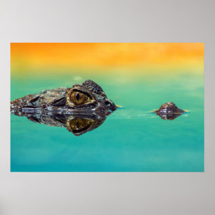 Krokodil auf Stillgewässer Poster