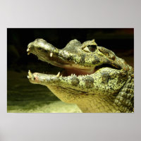 Krokodil / Crocodile
