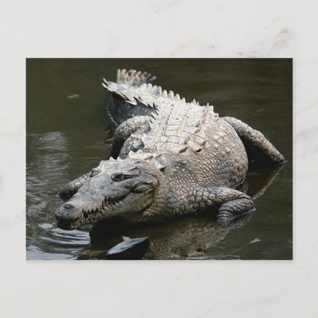 Krokodil (Crocodylus acutus) Postkarte (Vorderseite)
