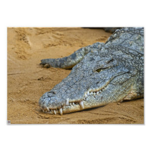 Krokodil Fotodruck