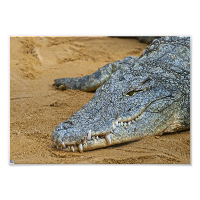 Krokodil Fotodruck (Vorne)