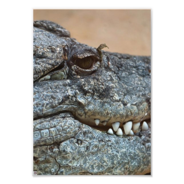Krokodil Fotodruck (Vorne)