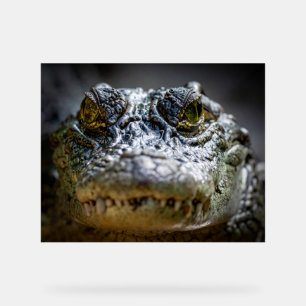 Krokodil im Wasser Acrylschild