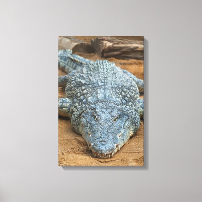 Krokodil Leinwanddruck (Vorderseite)
