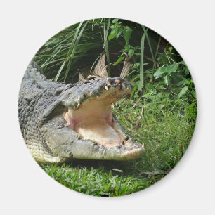 Krokodil Magnet