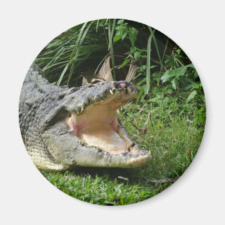 Krokodil Magnet