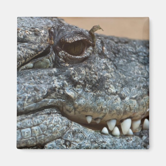 Krokodil Magnet (Vorne)