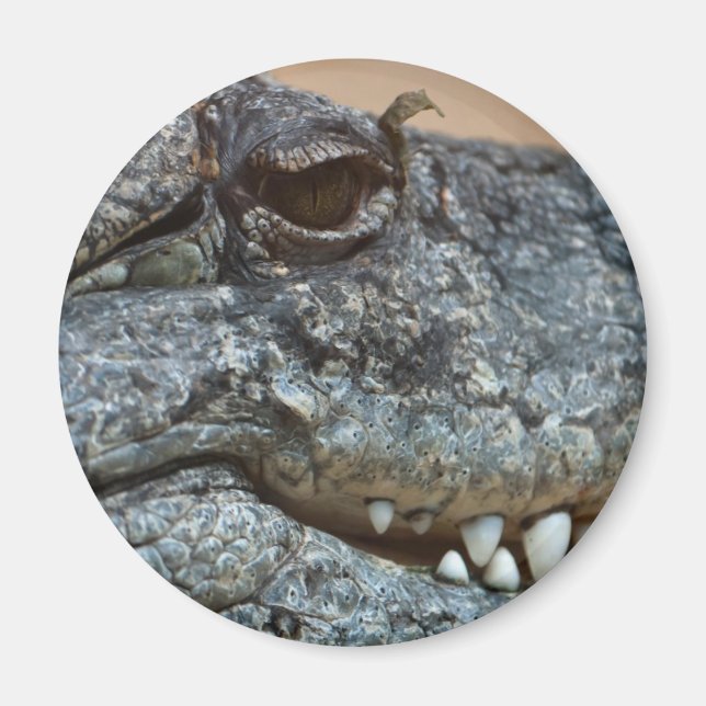 Krokodil Magnet (Vorne)