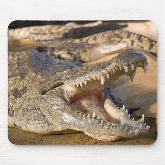 Krokodil Mousepad (Vorne)
