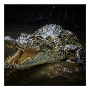 Krokodil Poster