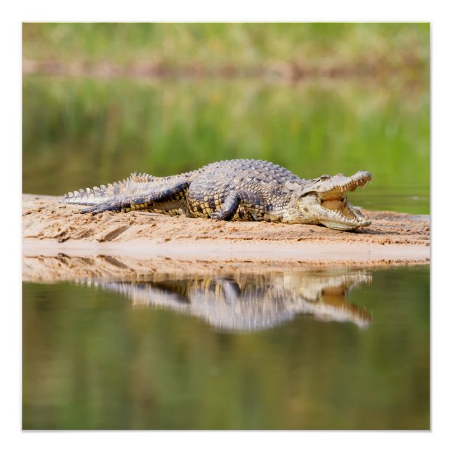 Krokodil Poster (Vorderseite)