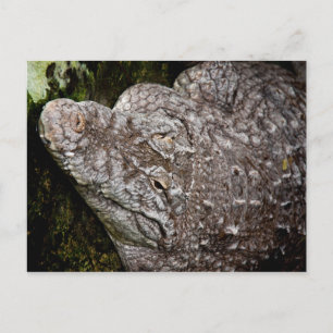 Krokodil Postkarte