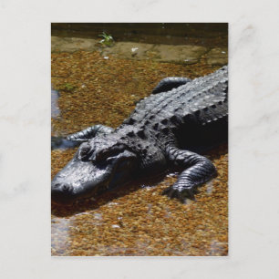 Krokodil Postkarte