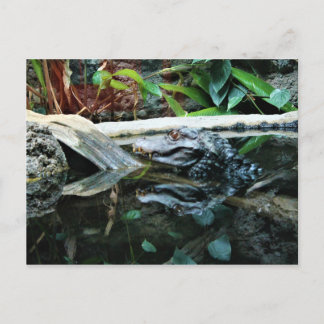 Krokodil-Reflektionsaufnahme Postkarte