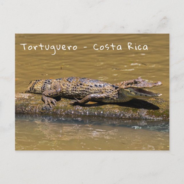Krokodil-Smahlgang in Tortuguero - Costa Rica Postkarte (Vorderseite)