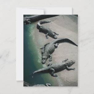 Krokodile auf einem Riverbank Postkarte