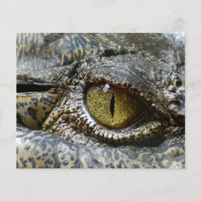 Krokodile-Augen-Gesicht Tier personalisieren Gaume Flyer (Vorne)