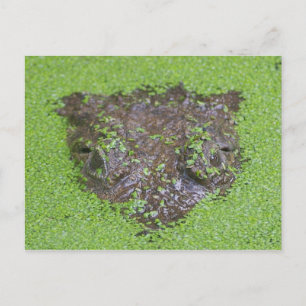 Krokodile Augen pinkeln aus Wasser Postkarte