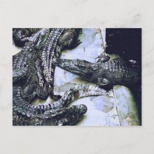 Krokodile Farm Postkarte