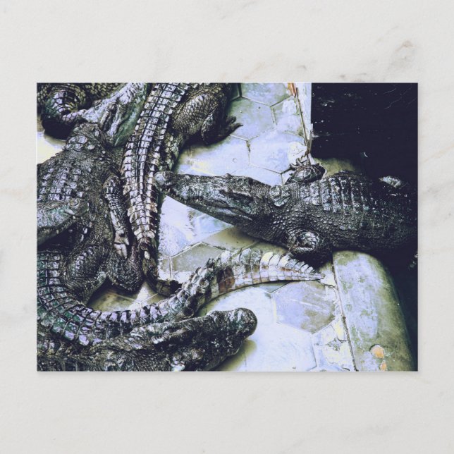 Krokodile Farm Postkarte (Vorderseite)