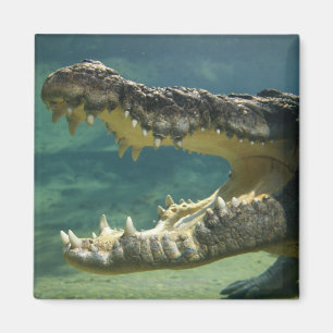 Krokodile Magnet