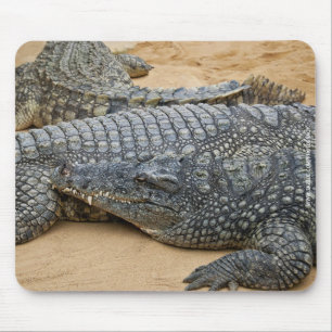Krokodile Mousepad