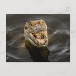 Krokodile Postkarte