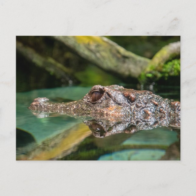Krokodile-Reflektion Postkarte (Vorderseite)