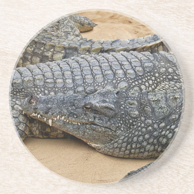 Krokodile Untersetzer (Vorne)