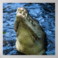 Krokodile Zähne Wasser