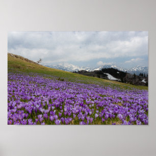 Krokus-Blume in Velika Planina, Slowenien Poster