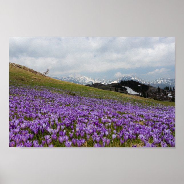Krokus-Blume in Velika Planina, Slowenien Poster (Vorne)